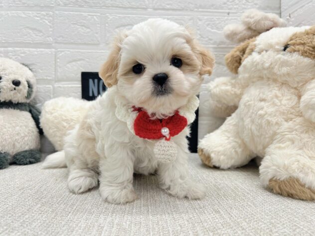 岡山県のハーフ犬・ミックス犬 (ワンキャラット アミーゴ岡南店/2026年4月1日生まれ/女の子/ホワイトクリーム)の子犬の2枚目の画像