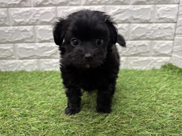新潟県のハーフ犬・ミックス犬 (アミーゴ新潟小新店/2026年3月18日生まれ/男の子/ブラック)の子犬の1枚目の画像