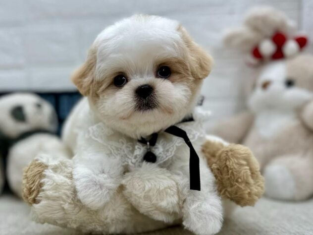 岡山県のハーフ犬・ミックス犬 (ワンキャラット アミーゴ岡南店/2026年4月1日生まれ/女の子/ホワイトクリーム)の子犬の1枚目の画像