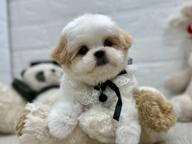 岡山県のハーフ犬・ミックス犬 (ワンキャラット アミーゴ岡南店/2026年4月1日生まれ/女の子/ホワイトクリーム)の子犬の2枚目の画像