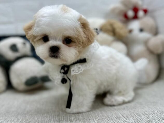 岡山県のハーフ犬・ミックス犬 (ワンキャラット アミーゴ岡南店/2026年4月1日生まれ/女の子/ホワイトクリーム)の子犬の3枚目の画像