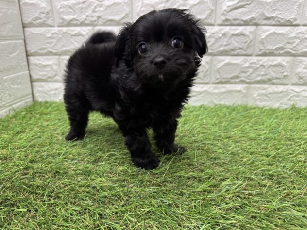新潟県のハーフ犬・ミックス犬 (アミーゴ新潟小新店/2026年3月18日生まれ/男の子/ブラック)の子犬の3枚目の画像