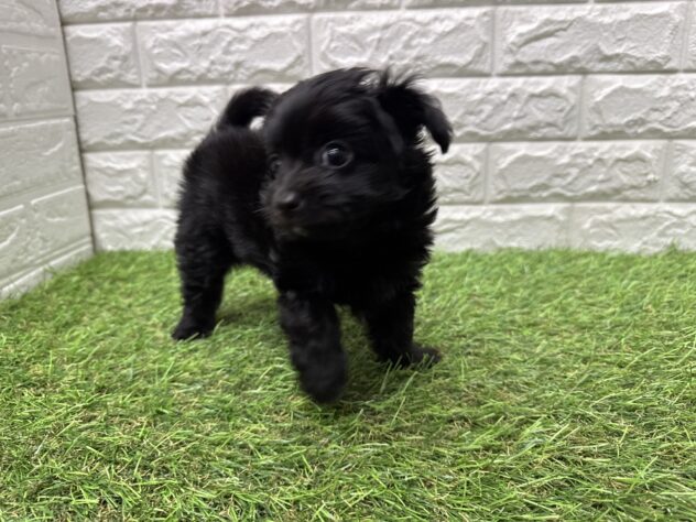 新潟県のハーフ犬・ミックス犬 (アミーゴ新潟小新店/2026年3月18日生まれ/男の子/ブラック)の子犬の2枚目の画像