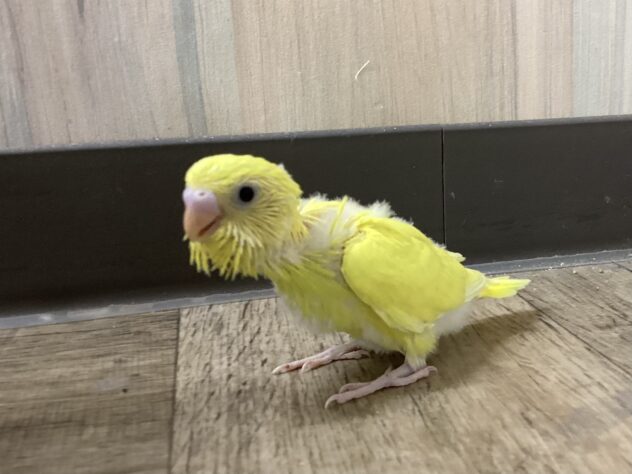 セキセイインコ | ペットワールド アミーゴ