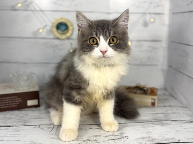 香川県のサイベリアン (ワンキャラット アミーゴ屋島店/2026年1月22日生まれ/男の子/ブルータビーホワイト)の子猫の2枚目の画像