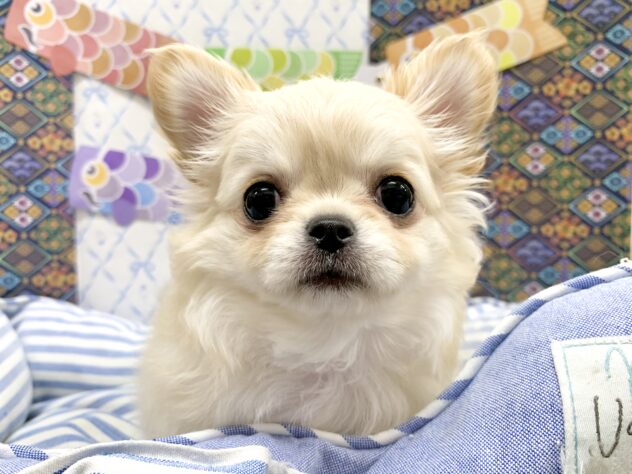 広島県のチワワ(ロング) (アミーゴ宇品店/2026年3月1日生まれ/女の子/クリーム)の子犬の1枚目の画像