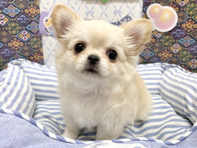 広島県のチワワ(ロング) (アミーゴ宇品店/2026年3月1日生まれ/女の子/クリーム)の子犬の2枚目の画像