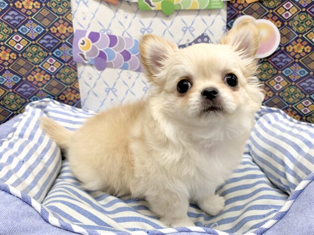 広島県のチワワ(ロング) (アミーゴ宇品店/2026年3月1日生まれ/女の子/クリーム)の子犬の3枚目の画像
