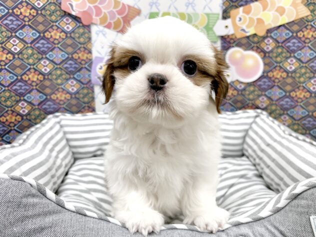 広島県のシーズー (アミーゴ宇品店/2026年3月5日生まれ/女の子/ホワイトゴールド)の子犬の3枚目の画像