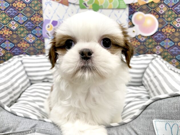 広島県のシーズー (アミーゴ宇品店/2026年3月5日生まれ/女の子/ホワイトゴールド)の子犬の1枚目の画像