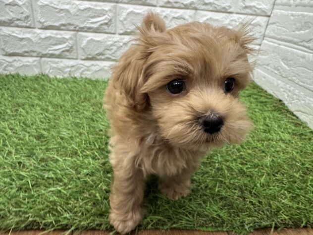 新潟県のハーフ犬・ミックス犬 (アミーゴ新潟小新店/2026年3月23日生まれ/男の子/アプリコット)の子犬の2枚目の画像