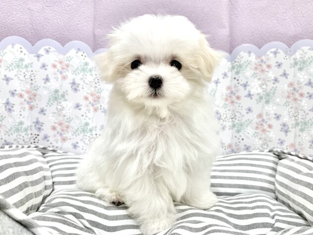 広島県のマルチーズ (アミーゴ宇品店/2026年3月7日生まれ/女の子/ホワイト)の子犬の2枚目の画像