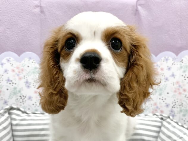 広島県のキャバリアキングチャールズスパニエル (アミーゴ宇品店/2026年3月7日生まれ/女の子/ブレンハイム)の子犬の2枚目の画像