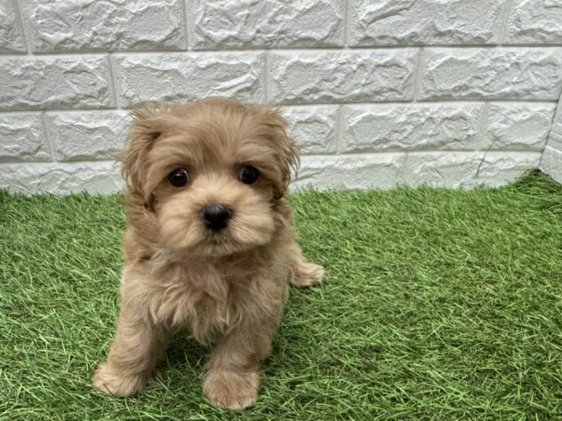 新潟県のハーフ犬・ミックス犬 (アミーゴ新潟小新店/2026年3月23日生まれ/男の子/アプリコット)の子犬の1枚目の画像