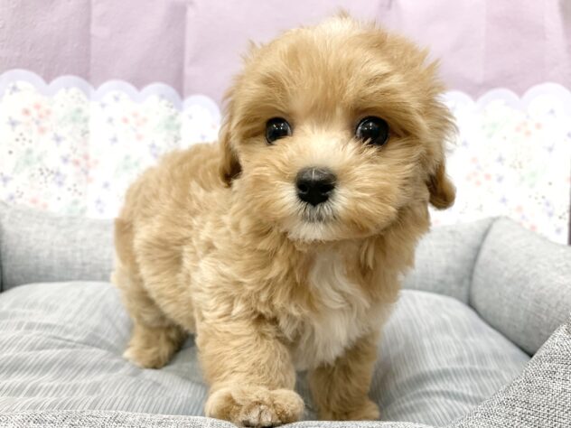広島県のハーフ犬・ミックス犬 (アミーゴ宇品店/2026年3月14日生まれ/女の子/アプリコットホワイト)の子犬の3枚目の画像