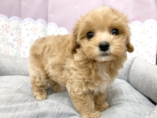 広島県のハーフ犬・ミックス犬 (アミーゴ宇品店/2026年3月14日生まれ/女の子/アプリコットホワイト)の子犬の2枚目の画像