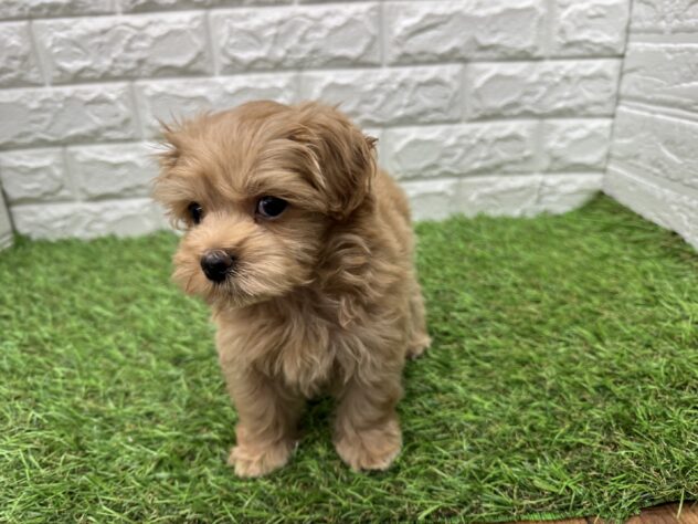 新潟県のハーフ犬・ミックス犬 (アミーゴ新潟小新店/2026年3月23日生まれ/男の子/アプリコット)の子犬の4枚目の画像