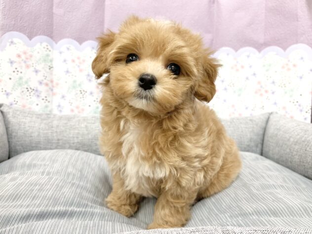広島県のハーフ犬・ミックス犬 (アミーゴ宇品店/2026年3月14日生まれ/女の子/アプリコットホワイト)の子犬の1枚目の画像