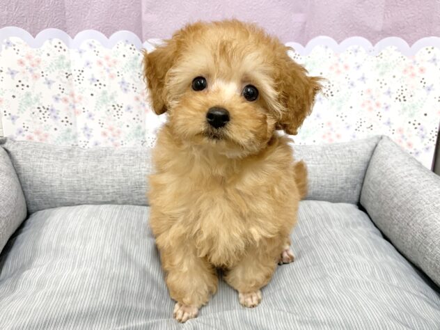 広島県のトイプードル(トイ) (アミーゴ宇品店/2026年2月19日生まれ/女の子/アプリコット)の子犬の1枚目の画像