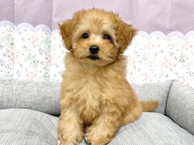 広島県のトイプードル(トイ) (アミーゴ宇品店/2026年2月19日生まれ/女の子/アプリコット)の子犬の2枚目の画像