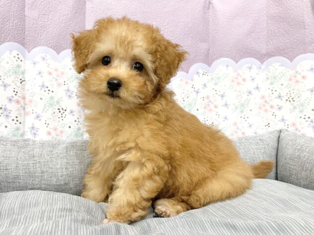 広島県のトイプードル(トイ) (アミーゴ宇品店/2026年2月19日生まれ/女の子/アプリコット)の子犬の3枚目の画像