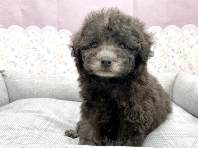 広島県のトイプードル(トイ) (アミーゴ宇品店/2026年3月26日生まれ/女の子/グレー)の子犬の3枚目の画像