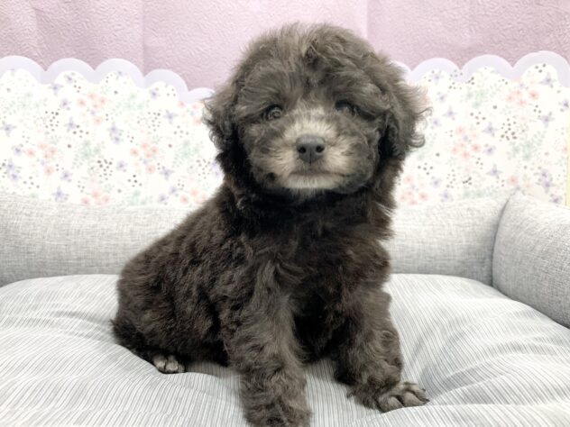 広島県のトイプードル(トイ) (アミーゴ宇品店/2026年3月26日生まれ/女の子/グレー)の子犬の2枚目の画像