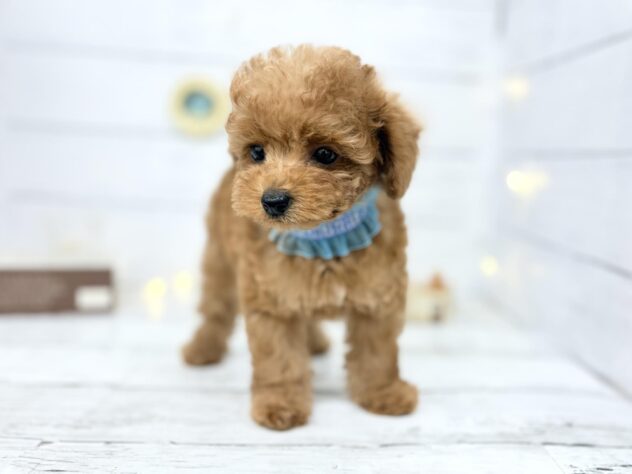 香川県のトイプードル(トイ) (ワンキャラット アミーゴ屋島店/2026年3月24日生まれ/男の子/レッドフォーン)の子犬の2枚目の画像