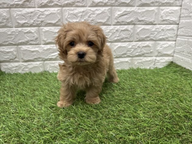 新潟県のハーフ犬・ミックス犬 (アミーゴ新潟小新店/2026年3月23日生まれ/男の子/アプリコット)の子犬の3枚目の画像