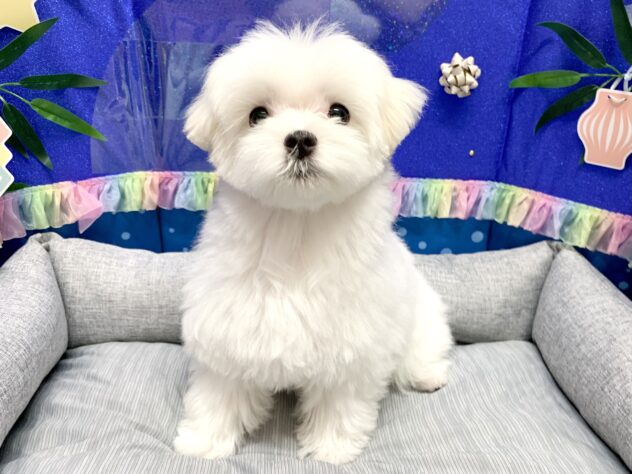 広島県のマルチーズ (アミーゴ宇品店/2026年2月14日生まれ/女の子/ホワイト)の子犬の1枚目の画像