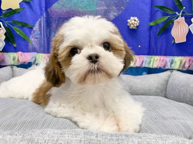 広島県のシーズー (アミーゴ宇品店/2026年3月5日生まれ/女の子/ホワイトゴールド)の子犬の1枚目の画像