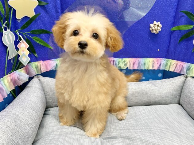 広島県のトイプードル(トイ) (アミーゴ宇品店/2026年2月19日生まれ/女の子/アプリコット)の子犬の1枚目の画像