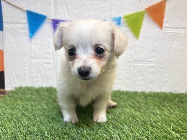 新潟県のハーフ犬・ミックス犬 (アミーゴ紫竹山店/2026年3月10日生まれ/男の子/クリーム)の子犬