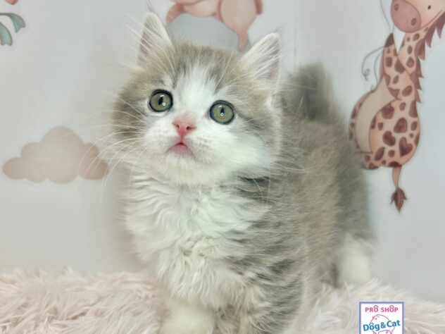 広島県のマンチカン (アミーゴ温品店/2026年3月8日生まれ/男の子/ブルータビーホワイト)の子猫の2枚目の画像