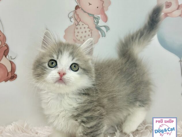 広島県のマンチカン (アミーゴ温品店/2026年3月8日生まれ/男の子/ブルータビーホワイト)の子猫の1枚目の画像