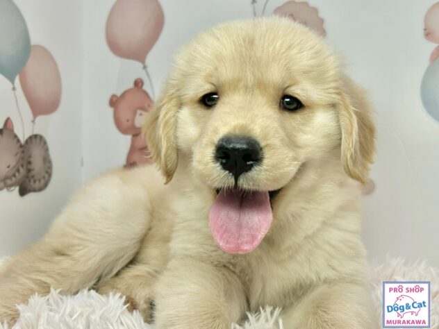 広島県のゴールデンレトリバー (アミーゴ温品店/2026年3月15日生まれ/女の子/ゴールデン)の子犬の2枚目の画像