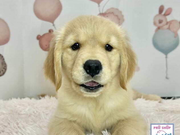 広島県のゴールデンレトリバー (アミーゴ温品店/2026年3月29日生まれ/女の子/ゴールデン)の子犬