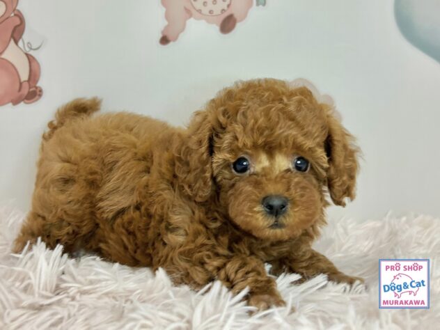 広島県のトイプードル(トイ) (アミーゴ温品店/2026年3月30日生まれ/女の子/レッドフォーン)の子犬の2枚目の画像