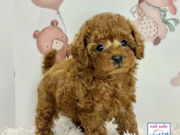 広島県のトイプードル(トイ) (アミーゴ温品店/2026年3月30日生まれ/女の子/レッドフォーン)の子犬の1枚目の画像