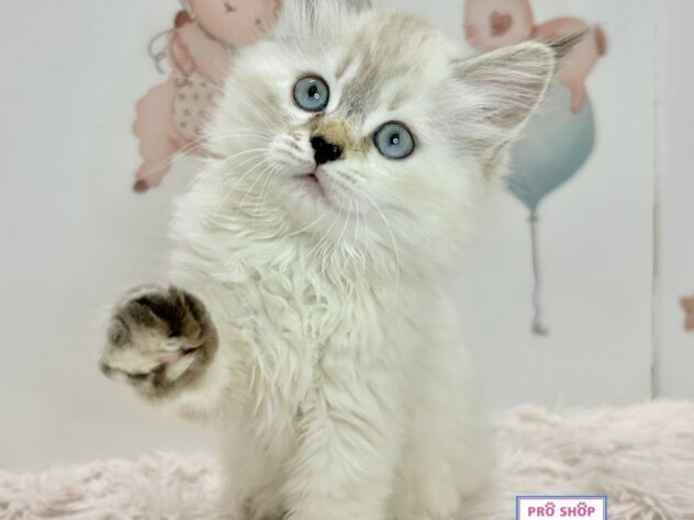 広島県のサイベリアン (アミーゴ温品店/2026年4月1日生まれ/女の子/シールリンクスポイント)の子猫の2枚目の画像