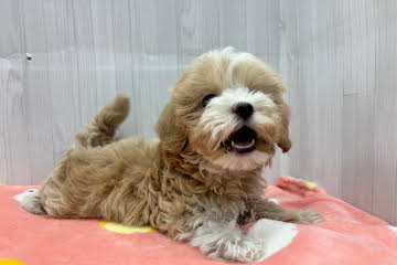 徳島県のハーフ犬・ミックス犬 (アミーゴ北島店/2026年3月1日生まれ/女の子/クリームホワイト)の子犬の2枚目の画像