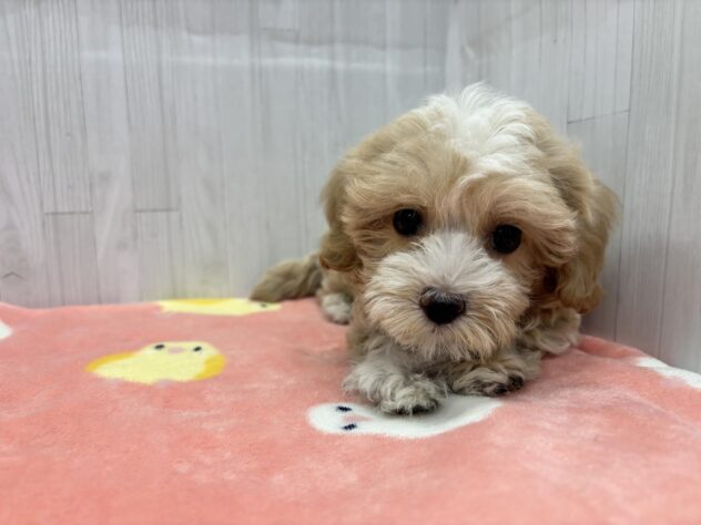 徳島県のハーフ犬・ミックス犬 (アミーゴ北島店/2026年3月1日生まれ/女の子/クリームホワイト)の子犬の4枚目の画像