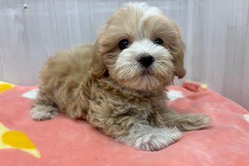 徳島県のハーフ犬・ミックス犬 (アミーゴ北島店/2026年3月1日生まれ/女の子/クリームホワイト)の子犬の1枚目の画像