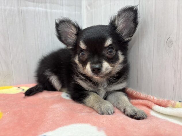 徳島県のチワワ(ロング) (アミーゴ北島店/2026年2月25日生まれ/女の子/ブラックタン)の子犬の1枚目の画像