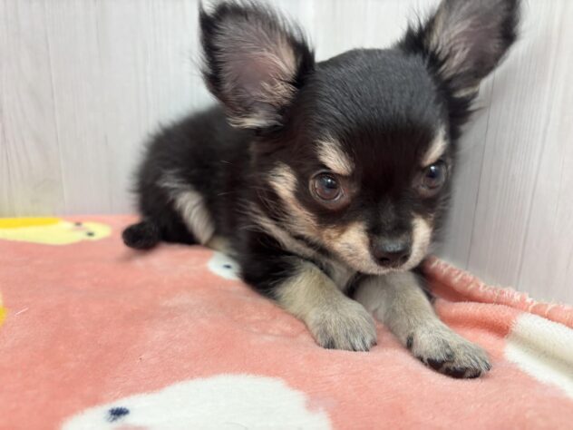 徳島県のチワワ(ロング) (アミーゴ北島店/2026年2月25日生まれ/女の子/ブラックタン)の子犬の3枚目の画像