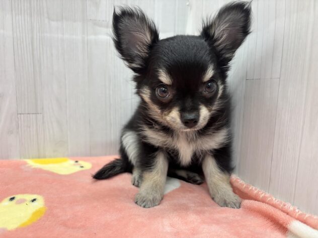 徳島県のチワワ(ロング) (アミーゴ北島店/2026年2月25日生まれ/女の子/ブラックタン)の子犬の2枚目の画像