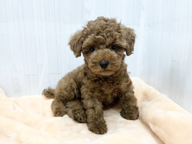 徳島県のトイプードル(トイ) (アミーゴ北島店/2026年3月6日生まれ/女の子/レッド)の子犬の4枚目の画像