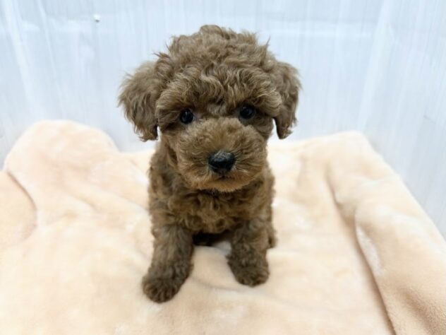徳島県のトイプードル(トイ) (アミーゴ北島店/2026年3月6日生まれ/女の子/レッド)の子犬