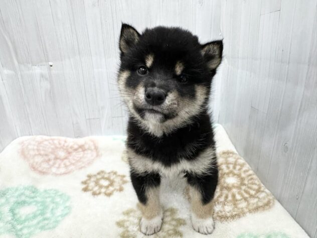 徳島県の豆柴 (アミーゴ北島店/2026年3月8日生まれ/男の子/黒)の子犬