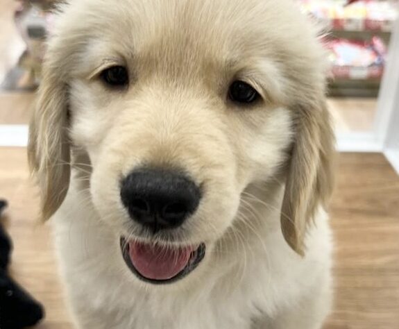 徳島県のゴールデンレトリバー (アミーゴ北島店/2026年3月15日生まれ/男の子/ゴールド)の子犬